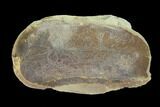 Fossil Macroneuropteris Seed Fern (Pos/Neg) - Mazon Creek #89896-2